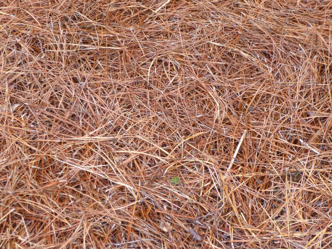 What is pine straw?